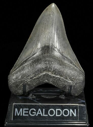 Serrated, Fossil Megalodon Tooth - Georgia #66511